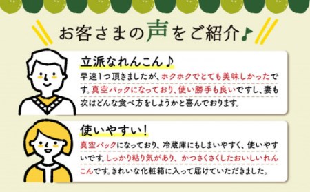 【年内発送】洗いれんこん 真空パック入り 約300g×6袋（計約1.8kg） / れんこん [ICC003]