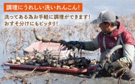 【年内発送】洗いれんこん 真空パック入り 300g×12袋（計3.6kg） / れんこん [ICC004]