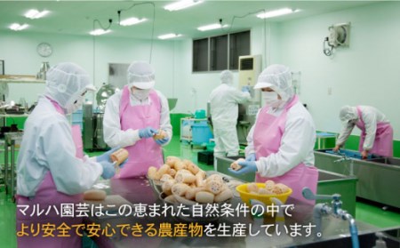 れんこんチップス 5袋入り（プレーン味×3袋/石垣の塩味×2袋） / れんこんチップス [ICC005]