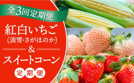 【先行予約】【3回定期便】紅白いちご（淡雪・さがほのか）とスイートコーンの定期便 / 苺 イチゴ 果物 フルーツ 野菜 とうもろこし 佐賀県 白石町 白石 [IZZ016]