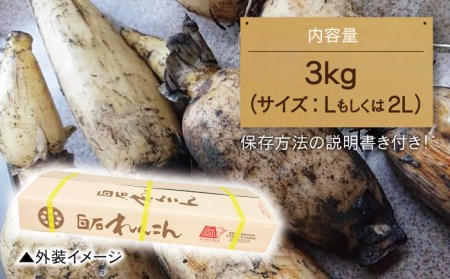 レンコンの名産地！白石町産 泥付きれんこん（3kg） /レンコン 蓮根 佐賀県産 野菜 根菜 高品質 [IZZ011]