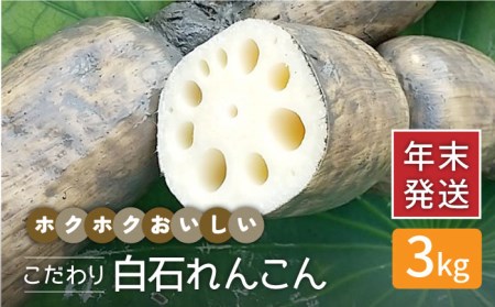 【年末発送】【先行予約】こだわり白石れんこん 約3kg【れんこんの家やました】/新鮮なれんこんを産地直送！ れんこん 蓮根 レンコン 佐賀県産 白石町産れんこん 泥付きれんこん れんこん 蓮根 レンコン シャキシャキ ホクホク 甘いれんこん おでん きんぴら れんこん 蓮根 レンコン 煮物 天ぷら れんこん 蓮根 レンコン 保存 れんこん 蓮根 レンコン 年末年始 大晦日 お正月 [IAW003]