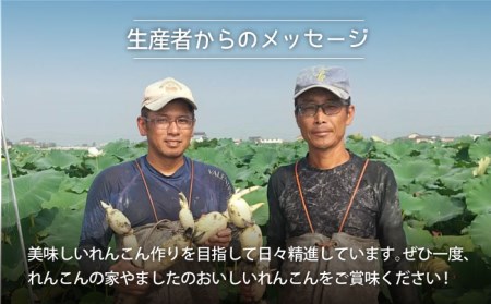 【年末発送】【先行予約】こだわり白石れんこん 約3kg【れんこんの家やました】/新鮮なれんこんを産地直送！ れんこん 蓮根 レンコン 佐賀県産 白石町産れんこん 泥付きれんこん れんこん 蓮根 レンコン シャキシャキ ホクホク 甘いれんこん おでん きんぴら れんこん 蓮根 レンコン 煮物 天ぷら れんこん 蓮根 レンコン 保存 れんこん 蓮根 レンコン 年末年始 大晦日 お正月 [IAW003]