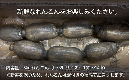 【年末発送】【先行予約】こだわり白石れんこん 約3kg【れんこんの家やました】/新鮮なれんこんを産地直送！ れんこん 蓮根 レンコン 佐賀県産 白石町産れんこん 泥付きれんこん れんこん 蓮根 レンコン シャキシャキ ホクホク 甘いれんこん おでん きんぴら れんこん 蓮根 レンコン 煮物 天ぷら れんこん 蓮根 レンコン 保存 れんこん 蓮根 レンコン 年末年始 大晦日 お正月 [IAW003]