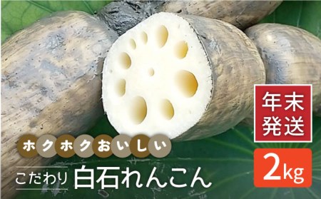 【年末発送】【先行予約】こだわり白石れんこん 約2kg【れんこんの家やました】/新鮮なれんこんを産地直送！ れんこん 蓮根 レンコン 佐賀県産 白石町産れんこん 泥付きれんこん れんこん 蓮根 レンコン シャキシャキ ホクホク 甘いれんこん おでん きんぴら れんこん 蓮根 レンコン 煮物 天ぷら れんこん 蓮根 レンコン 保存 れんこん 蓮根 レンコン 年末年始 大晦日 お正月 [IAW004]