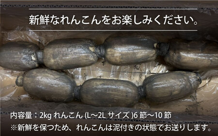 【年末発送】【先行予約】こだわり白石れんこん 約2kg【れんこんの家やました】/新鮮なれんこんを産地直送！ れんこん 蓮根 レンコン 佐賀県産 白石町産れんこん 泥付きれんこん れんこん 蓮根 レンコン シャキシャキ ホクホク 甘いれんこん おでん きんぴら れんこん 蓮根 レンコン 煮物 天ぷら れんこん 蓮根 レンコン 保存 れんこん 蓮根 レンコン 年末年始 大晦日 お正月 [IAW004]