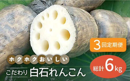 【先行予約】【3回定期便】こだわり白石れんこん 約2kg/回（総計6kg）【れんこんの家やました】 /新鮮なれんこんを産地直送！ れんこん 蓮根 レンコン 佐賀県産 白石町産れんこん 泥付きれんこん れんこん 蓮根 レンコン シャキシャキ ホクホク 甘いれんこん おでん きんぴら れんこん 蓮根 レンコン 煮物 天ぷら れんこん 蓮根 レンコン 保存 れんこん 蓮根 レンコン 定期便 [IAW005]