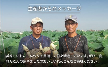 【先行予約】【3回定期便】こだわり白石れんこん 約2kg/回（総計6kg）【れんこんの家やました】 /新鮮なれんこんを産地直送！ れんこん 蓮根 レンコン 佐賀県産 白石町産れんこん 泥付きれんこん れんこん 蓮根 レンコン シャキシャキ ホクホク 甘いれんこん おでん きんぴら れんこん 蓮根 レンコン 煮物 天ぷら れんこん 蓮根 レンコン 保存 れんこん 蓮根 レンコン 定期便 [IAW005]