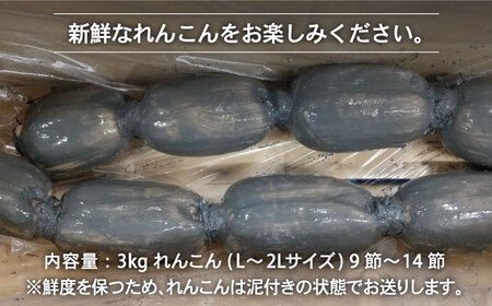 農家直送！こだわり白石れんこん 約3kg【れんこんの家やました】 /新鮮なれんこんを産地直送！ れんこん 蓮根 レンコン 佐賀県産 白石町産れんこん 泥付きれんこん れんこん 蓮根 レンコン シャキシャキ ホクホク 甘いれんこん おでん きんぴら れんこん 蓮根 レンコン 煮物 天ぷら れんこん 蓮根 レンコン 保存 れんこん 蓮根 レンコン [IAW006]