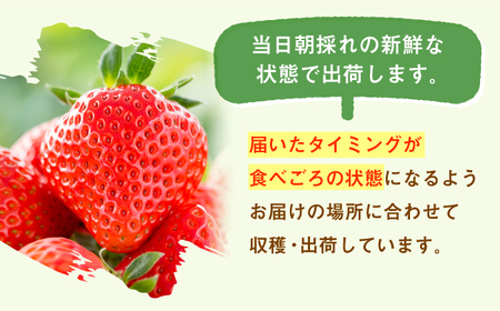 先行予約】【全4回定期便】白石産赤いちご 人気2種定期便（さがほのか