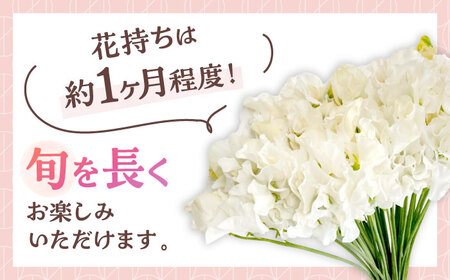 【R7年度12月以降発送】スイートピー 花束 50本（ホワイト） / 生花 [IBW003]