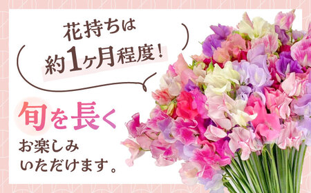 【R7年度12月以降発送】スイートピー 花束 100本（ミックス） / 生花 [IBW004]