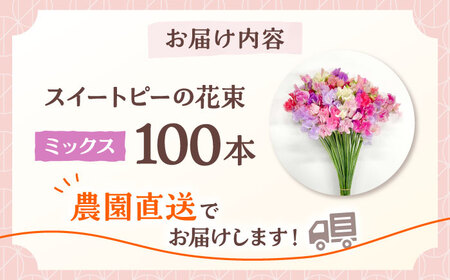 【R7年度12月以降発送】スイートピー 花束 100本（ミックス） / 生花 [IBW004]
