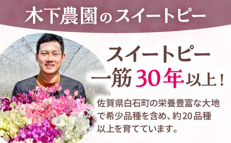 【R7年度12月以降発送】スイートピー 花束 100本（ピンク＆ホワイト） / 生花 [IBW005]