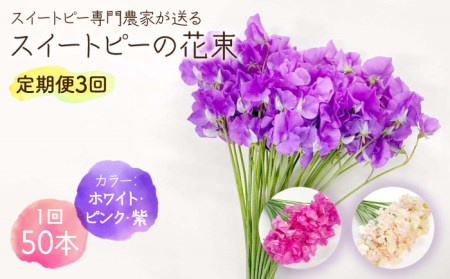 【R8年1月以降発送】 【3回定期便】スイートピー 花束 50本（ホワイト・ピンク・紫） / 生花 [IBW007]