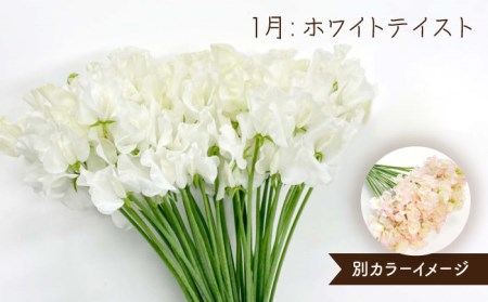 【R8年1月以降発送】 【3回定期便】スイートピー 花束 50本（ホワイト・ピンク・紫） / 生花 [IBW007]