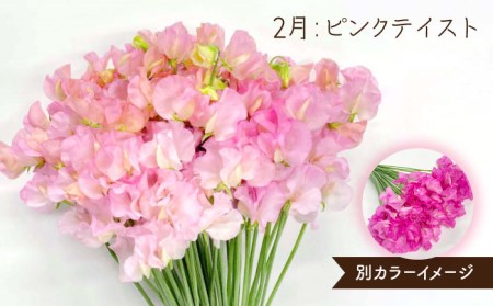 【R8年1月以降発送】 【3回定期便】スイートピー 花束 50本（ホワイト・ピンク・紫） / 生花 [IBW007]