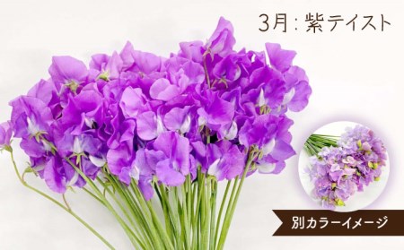 【R8年1月以降発送】 【3回定期便】スイートピー 花束 50本（ホワイト・ピンク・紫） / 生花 [IBW007]