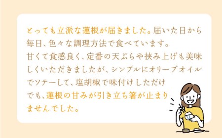 【先行予約】【3回定期便】田島屋れんこん 約2kg/回（総計約6kg）泥付き【田島屋れんこん】 /新鮮なれんこんを産地直送！ れんこん 蓮根 レンコン 佐賀県産 白石町産れんこん 泥付きれんこん れんこん 蓮根 レンコン シャキシャキ ホクホク 甘いれんこん おでん きんぴら れんこん 蓮根 レンコン 煮物 天ぷら れんこん 蓮根 レンコン 保存 れんこん 蓮根 レンコン 定期便 [IAV005]