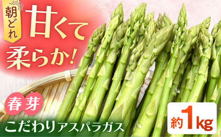 【2026年4月以降発送】春芽 アスパラガス 約1kg / アスパラ [ICS001]