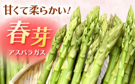 【2026年4月以降発送】春芽 アスパラガス 約1kg / アスパラ [ICS001]