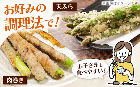 【2026年4月以降発送】春芽 アスパラガス 約1kg / アスパラ [ICS001]