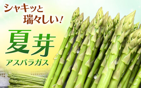 夏芽 アスパラガス 約1kg / アスパラ [ICS002]