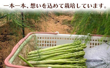 夏芽 アスパラガス 約1kg / アスパラ [ICS002]