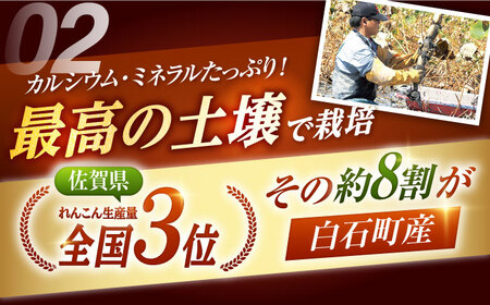 【おいしいれんこんを産地直送！】 白石町産 泥付きれんこん（4kg）【佐賀県農業協同組合】/れんこん 佐賀 白石 泥付きれんこん 高品質 おでん きんぴら 煮物 天ぷら  [IAK015]