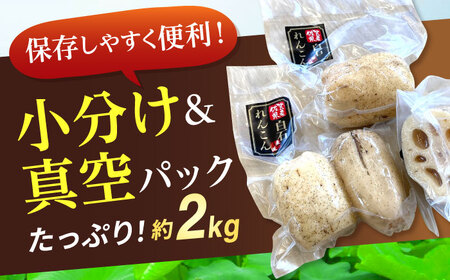 【先行予約】【真空パック】新鮮でおいしい！ 佐賀のがばいうまかレンコン 約2kg【有限会社白石開発】 /れんこん 蓮根 レンコン 佐賀県産 れんこん 蓮根 レンコン 白石町産 れんこん 蓮根 レンコン 野菜 根菜 れんこん 蓮根 レンコン 小分け 真空 保存 れんこん 蓮根 レンコン 佐賀 白石れんこん 真空パックれんこん 小分けれんこん おでん きんぴら 煮物 天ぷら レンコン 蓮根 れんこん [IBN006]