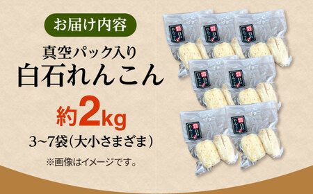 【先行予約】【真空パック】新鮮でおいしい！ 佐賀のがばいうまかレンコン 約2kg【有限会社白石開発】 /れんこん 蓮根 レンコン 佐賀県産 れんこん 蓮根 レンコン 白石町産 れんこん 蓮根 レンコン 野菜 根菜 れんこん 蓮根 レンコン 小分け 真空 保存 れんこん 蓮根 レンコン 佐賀 白石れんこん 真空パックれんこん 小分けれんこん おでん きんぴら 煮物 天ぷら レンコン 蓮根 れんこん [IBN006]