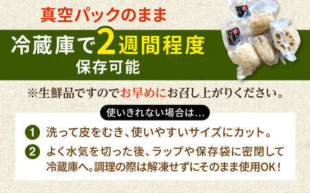 【先行予約】【真空パック】新鮮でおいしい！ 佐賀のがばいうまかレンコン 約2kg【有限会社白石開発】 /れんこん 蓮根 レンコン 佐賀県産 れんこん 蓮根 レンコン 白石町産 れんこん 蓮根 レンコン 野菜 根菜 れんこん 蓮根 レンコン 小分け 真空 保存 れんこん 蓮根 レンコン 佐賀 白石れんこん 真空パックれんこん 小分けれんこん おでん きんぴら 煮物 天ぷら レンコン 蓮根 れんこん [IBN006]