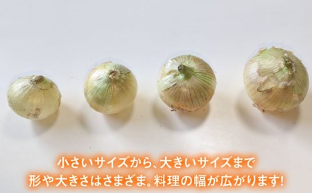 【先行予約】小分け 玉ねぎ 約8kg / 玉ねぎ [IAO020]