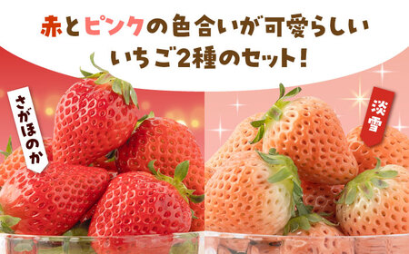 【先行予約】赤白いちご食べ比べセット！ /  いちご [IAP028]