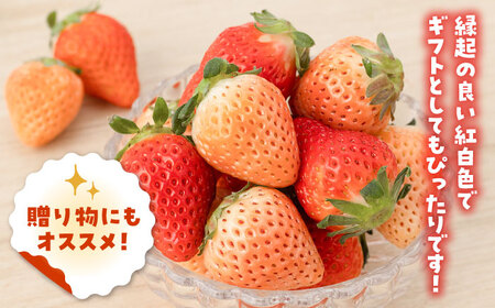 【先行予約】赤白いちご食べ比べセット！ /  いちご [IAP028]