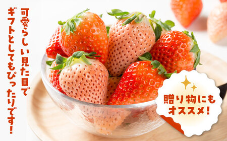 【人気！】いちご 3品種食べ比べ！ /  いちご [IAP029]