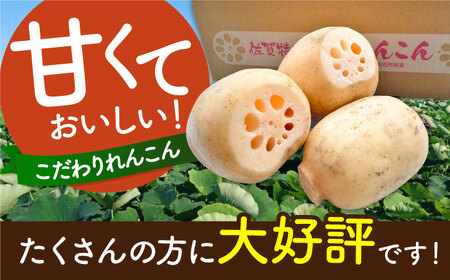 【真空パック】やみつきになる甘さ！ 松尾青果のこだわり白石れんこん 約1kg （4?8個入り）【松尾青果】/新鮮なれんこんを産地直送！ れんこん 蓮根 レンコン 佐賀県産 白石町産れんこん 洗いれんこん 真空パックれんこん れんこん 蓮根 レンコン シャキシャキ ホクホク 甘いれんこん おでん きんぴら れんこん 蓮根 レンコン 煮物 天ぷら れんこん 蓮根 レンコン 小分け 真空 保存 れんこん 蓮根 レンコン [IBD007]