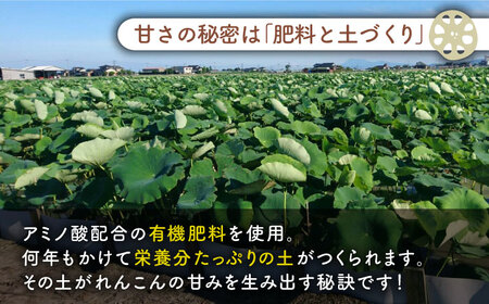 【真空パック】やみつきになる甘さ！ 松尾青果のこだわり白石れんこん 約1kg （4?8個入り）【松尾青果】/新鮮なれんこんを産地直送！ れんこん 蓮根 レンコン 佐賀県産 白石町産れんこん 洗いれんこん 真空パックれんこん れんこん 蓮根 レンコン シャキシャキ ホクホク 甘いれんこん おでん きんぴら れんこん 蓮根 レンコン 煮物 天ぷら れんこん 蓮根 レンコン 小分け 真空 保存 れんこん 蓮根 レンコン [IBD007]