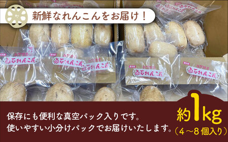 【真空パック】やみつきになる甘さ！ 松尾青果のこだわり白石れんこん 約1kg （4?8個入り）【松尾青果】/新鮮なれんこんを産地直送！ れんこん 蓮根 レンコン 佐賀県産 白石町産れんこん 洗いれんこん 真空パックれんこん れんこん 蓮根 レンコン シャキシャキ ホクホク 甘いれんこん おでん きんぴら れんこん 蓮根 レンコン 煮物 天ぷら れんこん 蓮根 レンコン 小分け 真空 保存 れんこん 蓮根 レンコン [IBD007]