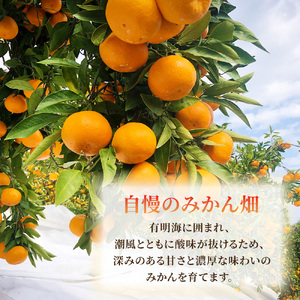 果樹園みかんの木の旬のカンキツ詰合せ　約3.5ｋｇ～４ｋｇ 4～5種類 みかん 詰め合わせ 柑橘類 柑橘 いよかん ポンカン みかん フルーツ くだもの 果物 佐賀県 太良町 M103