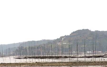 佐賀県有明海産一番摘み高級海苔　焼のりセット 定期便隔月６回コース  焼海苔  塩海苔  高級海苔  バラ干し海苔  定期便海苔 佐賀県 太良町 SU1