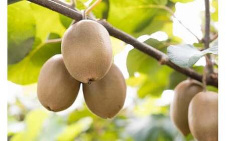 LB-13 栄養満点！東京ゴールド（キウイフルーツ） 14～20個 1.6kg～1.8kg スタンドパック 3袋付き キウイフルーツ キウイ フルーツ 東京ゴールド くだもの 果物 ミネラル豊富 太良町 国産 贈答用