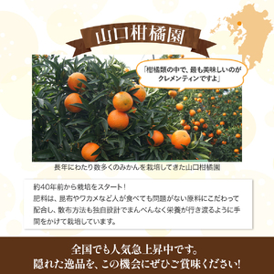 ND-2 スペイン生まれのたら育ちクレメンティン　６ｋｇ クレメンティン みかん 柑橘 国産 オレンジ マンダリン 希少 ジューシー ギフト 贈り物 佐賀県 太良町