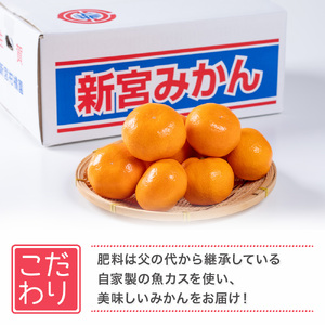 L-53 新宮みかん園 完熟早生小さなみかん 5kg みかん ミカン 蜜柑 温州