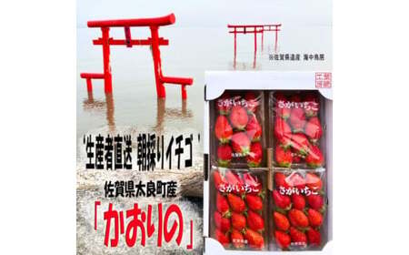 N-252 太良町産「かおりの」約250g×4P　生産者直送！朝採り苺！太良町 かおりの 国産 佐賀県産 太良町産 いちご 朝採り 果肉 ジューシー 糖度高め 葉隠工房 レトロカフェ