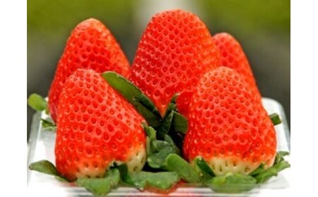 L-15 太良町産「かおりの」大粒2P　生産者直送！朝採り苺！太良町 かおりの 国産 佐賀県産 太良町産 いちご 朝採り 果肉 ジューシー 糖度高め