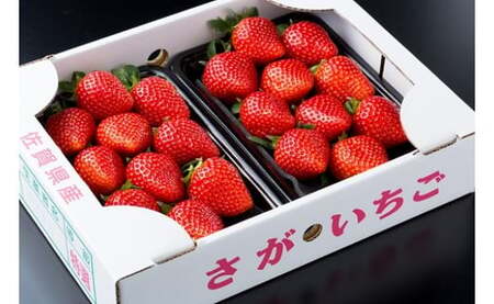 N-239 黒酢いちご(ゆめのか)　平パック　２６０ｇ×２パック 黒酢いちご 黒酢苺 黒酢イチゴ いちご 苺 イチゴ ストロベリー ゆめのか 甘い 美味しい おいしい 太良町 佐賀 冷蔵品