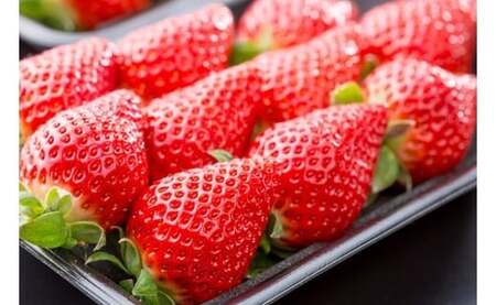 N-239 黒酢いちご(ゆめのか)　平パック　２６０ｇ×２パック 黒酢いちご 黒酢苺 黒酢イチゴ いちご 苺 イチゴ ストロベリー ゆめのか 甘い 美味しい おいしい 太良町 佐賀 冷蔵品