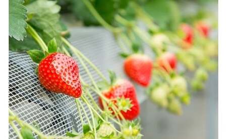 N-239 黒酢いちご(ゆめのか)　平パック　２６０ｇ×２パック 黒酢いちご 黒酢苺 黒酢イチゴ いちご 苺 イチゴ ストロベリー ゆめのか 甘い 美味しい おいしい 太良町 佐賀 冷蔵品