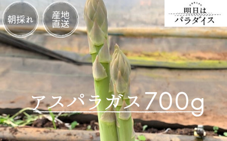 N-244 朝採れアスパラガス700ｇ 朝採れ即発送「明日はパラダイス」 アスパラ アスパラガス 700g シャキシャキ 食感 グリーンアスパラガス 新鮮 産地直送 野菜 冷蔵 みずみずしい 朝とれ 朝採れ 生野菜 太良町 佐賀